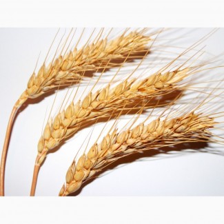 Семена озимой пшеницы сорт Граф