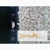 Оптовая продажа Краснодарского риса сорта Регул Рапан от производителя