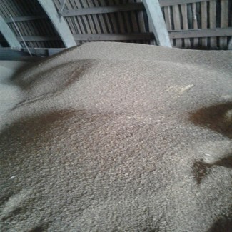 ЗАО реализует пшеница фуражная 200 тонн