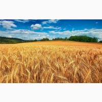 Закупаем пшеницу продовольственную и фуражную