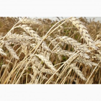 Семена пшеницы Новосибирская 18 ЭС