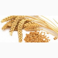 Семена озимой Пшеницы