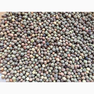 ООО НПП «Зарайские семена» закупает фуражное зерно: горох от 40 тонн