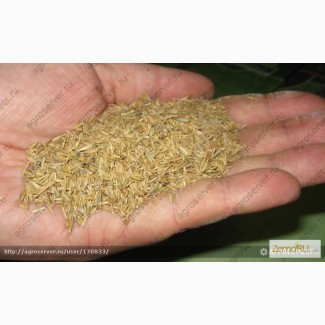 Продам: Семена мятлика лугового Собра