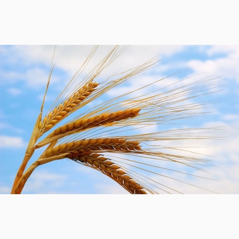 Продам/ пшеница яровая 