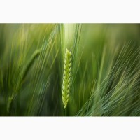 Пшеница яровая Альбидум 31 - семена