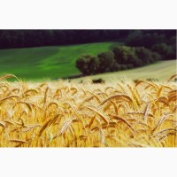 Пшеница яровая Альбидум 29 - семена