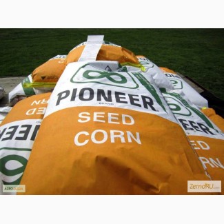 Семена гибридов кукурузы П7709, П8400, ПР37Н01, ПР39Д81, ПР39Ф58 от Pioneer