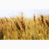 Пшеница яровая Альбидум 28 - семена