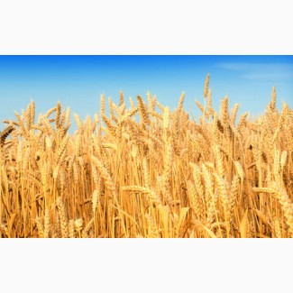 Семена озимой пшеницы:Княгиня Ольга, Зустрич, Писанка, Украинка Одесская и др