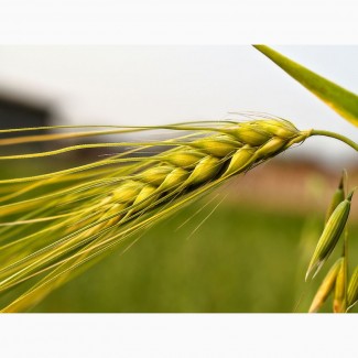 Пшеница яровая Альбидум 188 - семена