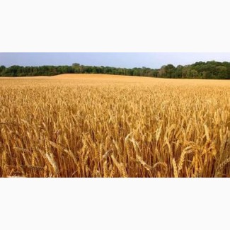 Семена озимой пшеницы: Гром, Таня, Москвич, Алексеич и др