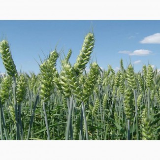 Семена озимой пшеницы 2017