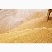 Milling wheat FOB Novorossiysk Russia