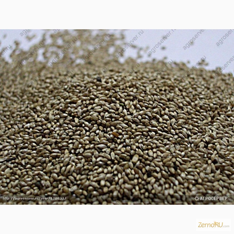 Фото 2. Продам: Семена тимофеевки. Цены и прайсы внутри