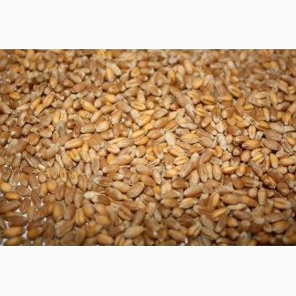 Пшеница клейковина 27-28