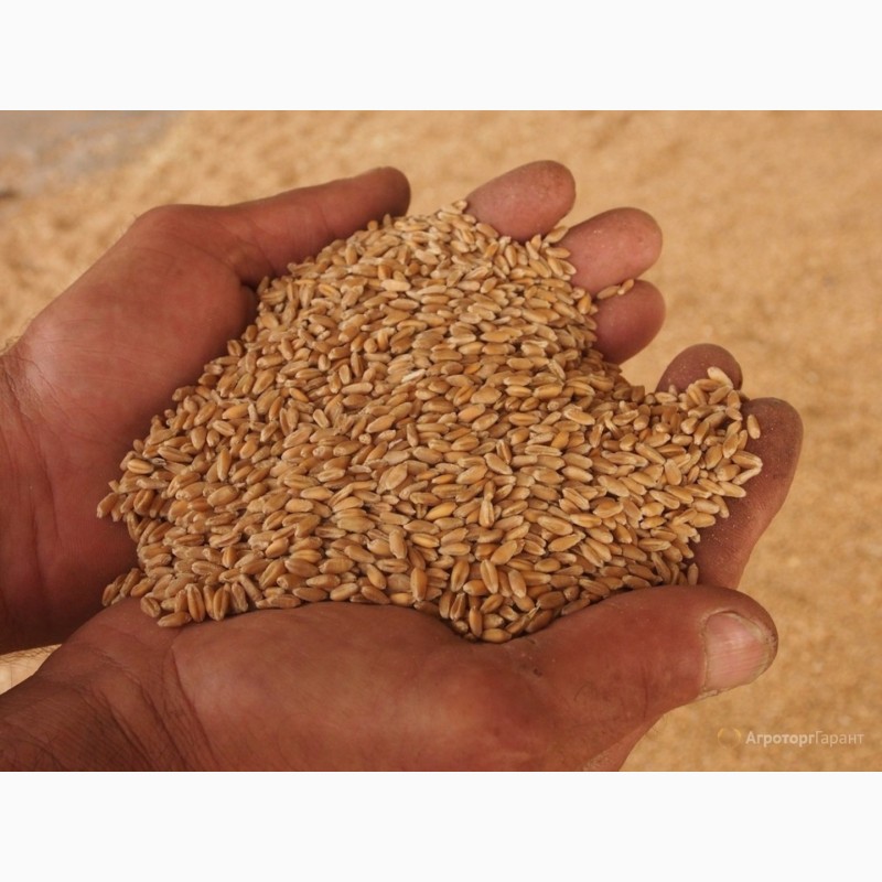 Фото 3. Закупаем пшеницу на экспорт