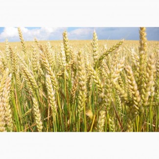 Закупаем фуражное зерно: пшеница от 60 тонн