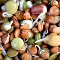 Продаём на постоянной основе семена: озимые зернобобовые смеси