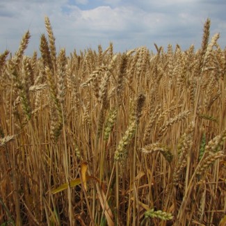 Семена озимой пшеницы «Безостая 100» ОТ ПРОИЗВОДИТЕЛЯ