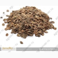 Продам: Семена эспарцета Песчаный 1251
