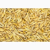 ООО НПП Зарайские семена закупает фуражное зерно: овёс от 60 тонн
