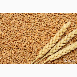Пшеница 3 класса, 25000 тонн на экспорт