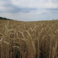 Семена озимой пшеницы «Гром» ОТ ПРОИЗВОДИТЕЛЯ