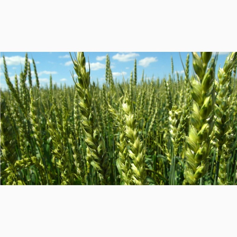 Продам семена пшеницы яровой Ликамеро,  семена пшеницы яровой .
