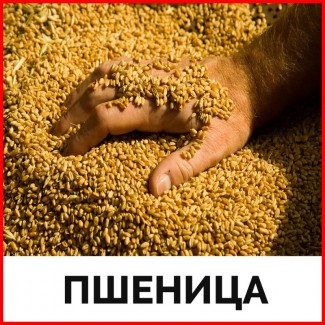 Пшеница. Клейковина 22%. 13.30 руб./кг. ГОСТ