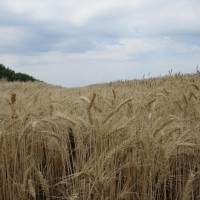 Семена озимой пшеницы «Губернатор Дона» ОТ ПРОИЗВОДИТЕЛЯ