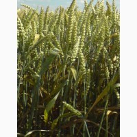 Семена озимой пшеницы 2021: Алексеич, Безостая 100, Гром, Тимирязевка 150, Ахмат, Еланчик