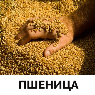 Пшеница. Клейковина 17%. 12.30 руб./кг. ГОСТ