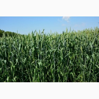 Семена озимой пшеницы «Гурт» ЭЛИТА ОТ ПРОИЗВОДИТЕЛЯ