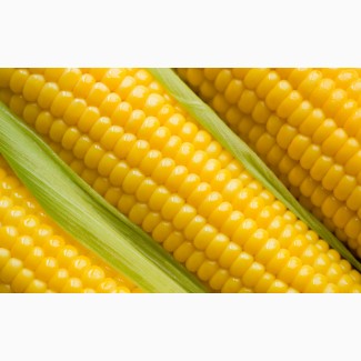 Гибриды семена кукурузы ДКС (Монсанто, Monsanto)