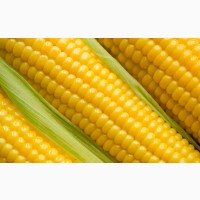 Гибриды семена кукурузы ДКС (Монсанто, Monsanto)