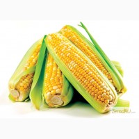 Гибриды семена Кукурузы (Pioneer, Limagrain, Singenta, Monsanto, NS, )