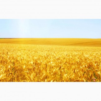 Покупка пшеница 3.4 самовывоз