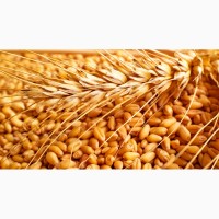 Семена озимой пшеницы переходящего фонда