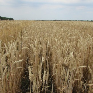 Семена озимой пшеницы «Льговская 4» ЭЛИТА ОТ ПРОИЗВОДИТЕЛЯ