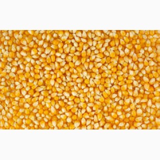Семена кукурузы Краснодарская 291