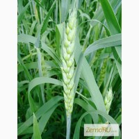 Семена яровой пшеницы Тризо