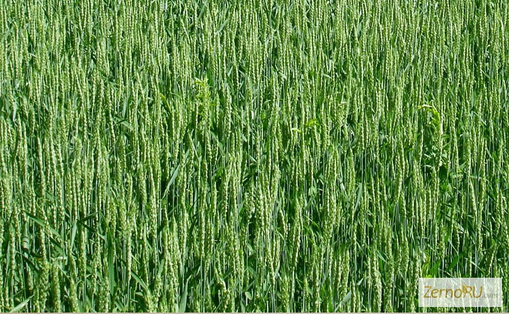 Фото 2. Семена яровой пшеницы Тризо