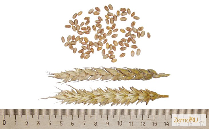 Фото 3. Семена яровой пшеницы Тризо