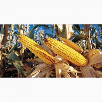 Продаем семена гибридов кукурузы урожая 2017 года, с одним протравителем витовакс 200
