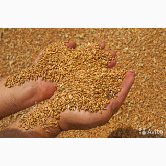 Пшеница 3-4 класс оптом от производителя