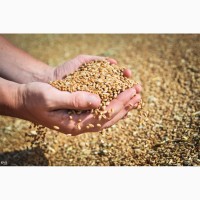 Пшеница 3-4 класс оптом от производителя