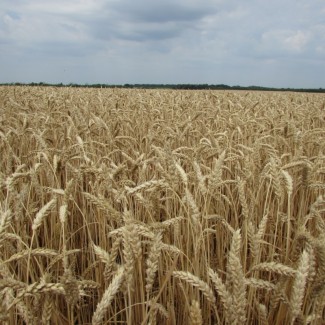 Семена озимой пшеницы «Снигурка» Суперэлита, Элита ОТ ПРОИЗВОДИТЕЛЯ