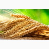 Семена озимой пшеницы на посевную 2021