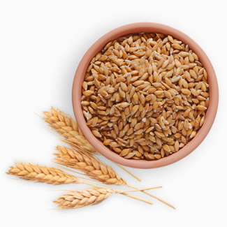 Продаем яровую пшеницу